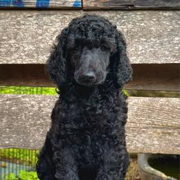 Girl 1 - Blue female Poodle puppy in Houston, Texas from CMJ Kennels