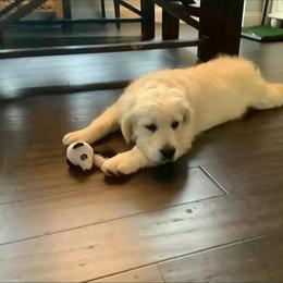 Golden Retriever Puppies from Akela Goldens