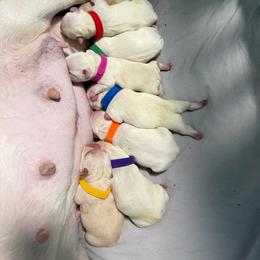 Purple collar - Cream female French Bulldog puppy in Port Charlotte, Florida from Cloud Nine Ranch Bullies