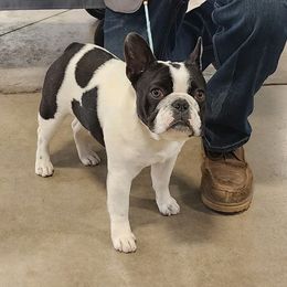 Star - French Bulldog