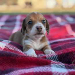 Penelope - Red female Dachshund puppy in Pflugerville, Texas from Dream A Dream Dachshunds