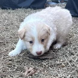 Mochi - White and gold female Border Collie puppy in Mckinney, Texas from Border Collies of Ruidoso