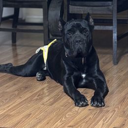 Karma - Cane Corso