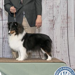 Shetland Sheepdogs from Caraid Shelties
