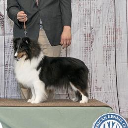 Shetland Sheepdogs from Caraid Shelties
