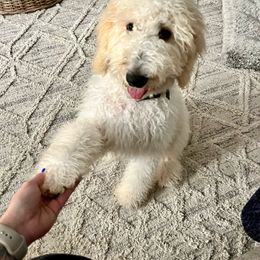 Kimmie - Goldendoodle