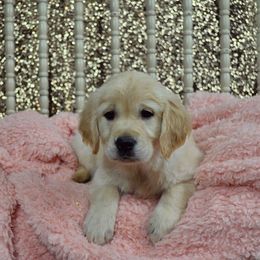 Golden Retriever Puppies from Gentry’s Pride Golden Retrievers
