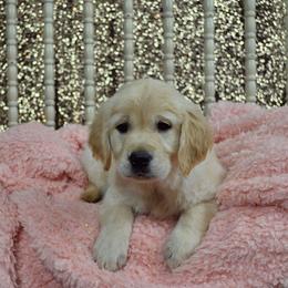 Golden Retriever Puppies from Gentry’s Pride Golden Retrievers