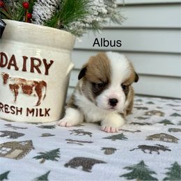Albus - Red male Pembroke Welsh Corgi puppy in Waverly, Iowa from A Hurd of Corgis