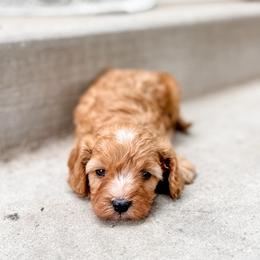 Pumpkin - Red female Cavapoo puppy in Saint George, Utah from Fitzdoodles