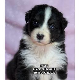 Nelle - Black tri-color female Australian Shepherd puppy in Bethany, Connecticut from Wynter Thyme Manor Australian shepherds