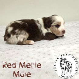 Alec - Red merle male Miniature Australian Shepherd puppy in Jaroso, Colorado from Heaven Sent Aussies