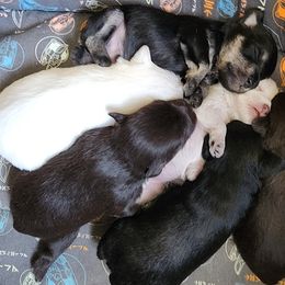 Miniature Schnauzer puppies from Milburn Miniature Schnauzers