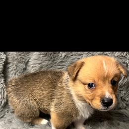 BB boy 2 - White and red male Pembroke Welsh Corgi puppy in Dickinson, Texas from Gulf Coast Corgis