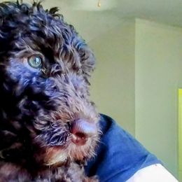 Violet - Brown and white Sheepadoodle puppy in Austin, Texas from Darling Doodles