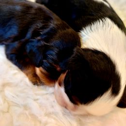 Cavalier King Charles Spaniel Puppies from Diamond Rose Cavalier LLC