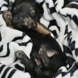 Dachshund Puppies from Happy Little Doxies