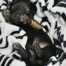 Dachshund Puppies from Happy Little Doxies