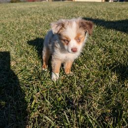Miniature American Shepherd and Miniature Australian Shepherd Puppies from Trailside Mini Aussies