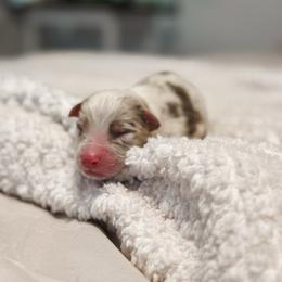 Milky AKC - Red merle male Australian Shepherd puppy in Polk City, Florida from Skaky Shepherds