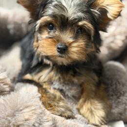 Sammie - Black and gold female Yorkshire Terrier puppy in Palmdale, California from Pucci Pawfect