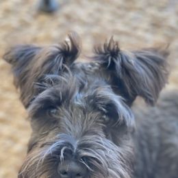 Miniature Schnauzers from Woofs and Wiggles