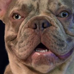 French Bulldogs from Cedar Grove Bullies