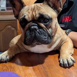 Cherry - French Bulldog