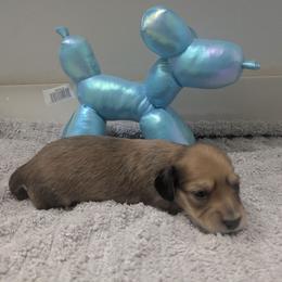 2 shaded cream - Cream female Dachshund puppy in Central Point, Oregon from MRS Long Dog Ranch