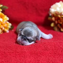 Chinchilla Cream Girl - Cream female Pug puppy in Tulsa, Oklahoma from Locust Creek Pugs & Japanese Chin's