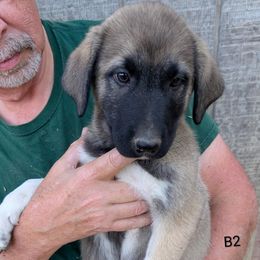 Boy-2 - Brown male Anatolian Pyrenees puppy in Marysville, Ohio from Brotherton Family Farms