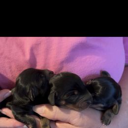 Dachshund Puppies from Darci Wade