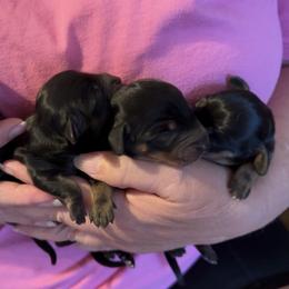 Dachshund Puppies from Darci Wade