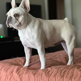Alyssa - French Bulldog