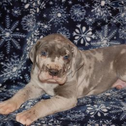 Great Dane and Miniature Schnauzer Puppies from River Valley Great Danes