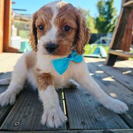 Poseidon - Blenheim male Cavapoo puppy in Roseville, California from Heavenly Goldendoodles