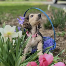Domino female - Blue and cream female Afghan Hound puppy in Carlisle, Pennsylvania from Winterberry Afghan Hounds