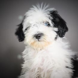Snoopy - Black and white male Schnoodle puppy in Caldwell, Idaho from Boise Doodle Co.