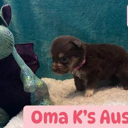 Australian Shepherds from Oma K’s Aussies