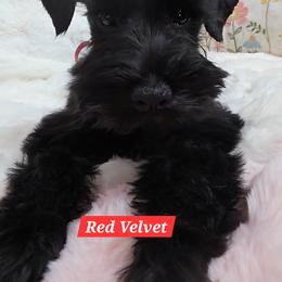 Red Velvet - Black female Miniature Schnauzer puppy in San Diego, California from SoCal Beards and Brows