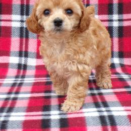 Lacy - Apricot female Poodle puppy in Hurricane Mills, Tennessee from Scenic Hills Kennels