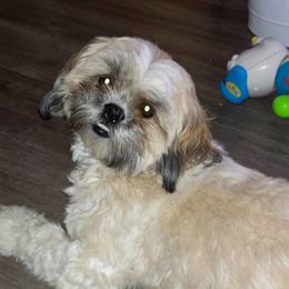Jessica - Tricolor female Shih Tzu puppy in Filer, Idaho from Shih Tzu Kennels
