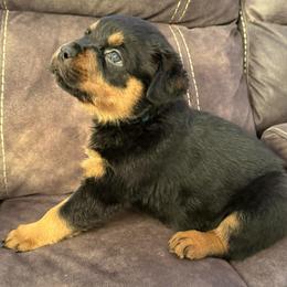 Luna - Black and tan female Rottweiler puppy in Newfoundland, Pennsylvania from Poconopaws