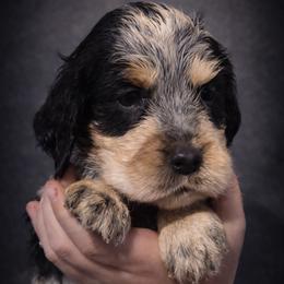 Fantasy - Tri-Roan female English Springer Spaniel puppy in Florida from Thunderbird Springers