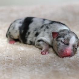 Nitro - Blue merle male Miniature Australian Shepherd puppy in Prague, Oklahoma from Clay Creek Aussies