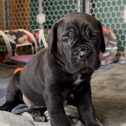 Arcana's Arcturus - Black male Cane Corso puppy in Marinette, Wisconsin from Arcana Cane Corso
