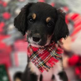 Elvis - Black male Double Doodle puppy in Prescott Valley, Arizona from Ramirez Family Doodles