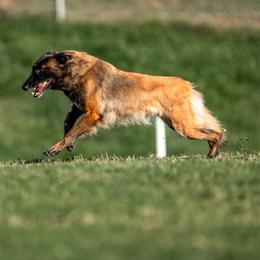 Belgian Tervuren from Nordstern Tervuren
