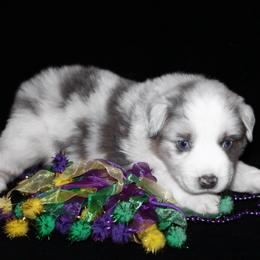 Shamrock - Blue merle male Australian Shepherd puppy in Colorado Springs, Colorado from Rocky Mountain Aussies