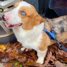 American Corgis from Blooming Blue Kennels